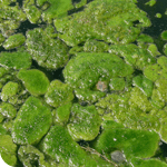 Phycal LLC Selects SSOE for Preliminary Engineering of DOE Grant Funded Pilot Algae Farm in Hawaii