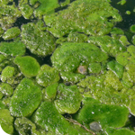 Phycal LLC Selects International EPCM Firm SSOE Group for DOE Grant Funded Pilot Algae Farm in Hawaii