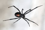 Black Widow Spider