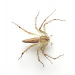 Brown Recluse Spider