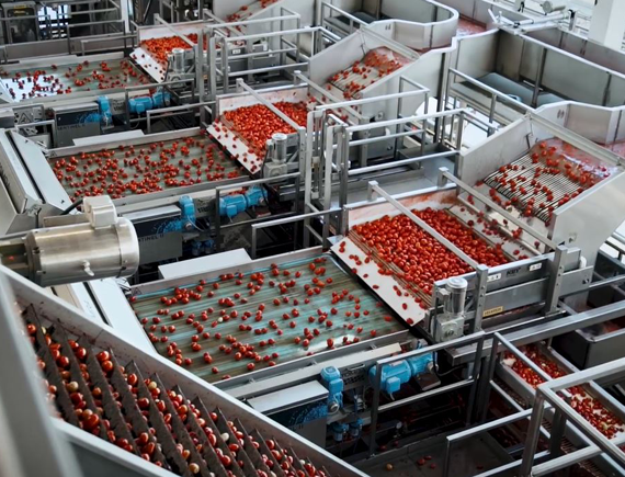 Tomato Sorting and Processing